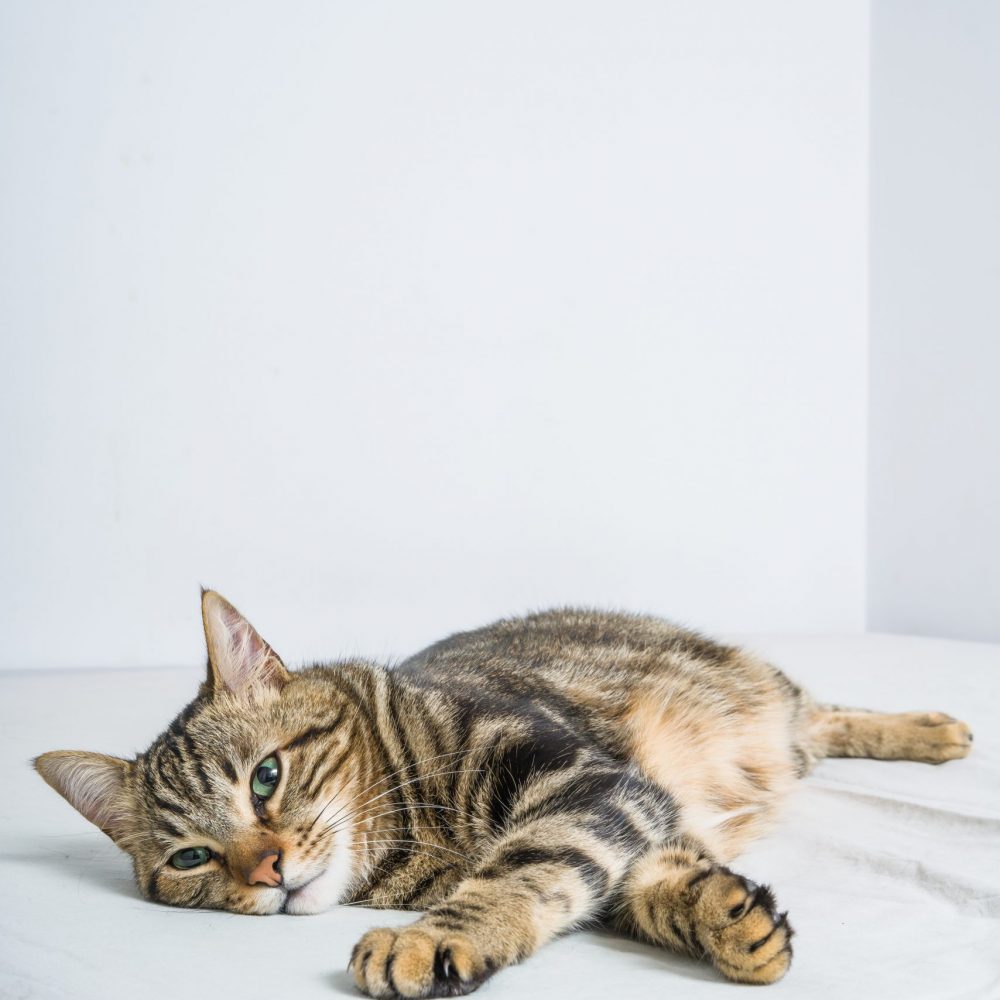services et tarifs pet sitting bordeaux chats visites à domicile